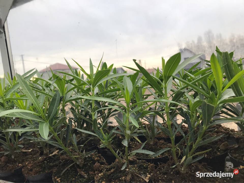 Oleander kremowy Rośliny Skawina