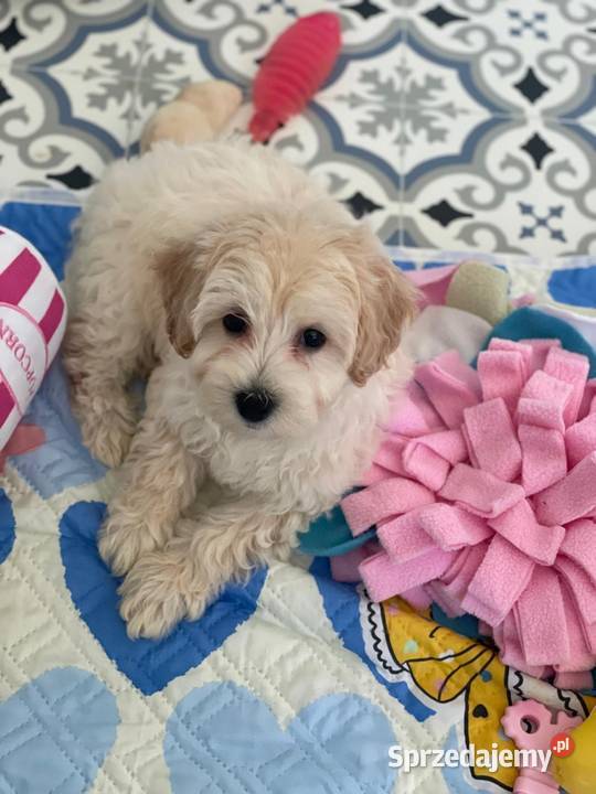 Maltipoo F1b Rybnik