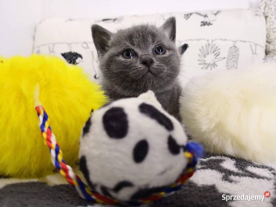 Kocurek brytyjski krótkowłosy dolnośląskie