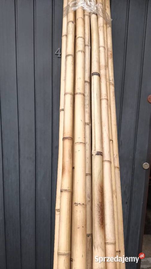 Tyczki bambusowe 250 Kraków