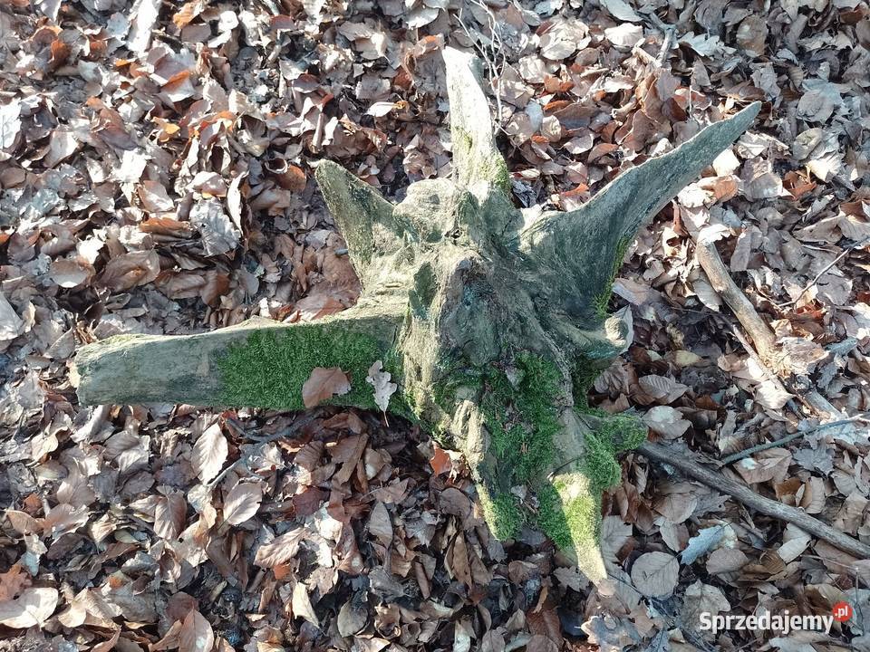 Korzeń dębowy naruralny do ogrodu wielkopolskie sprzedam