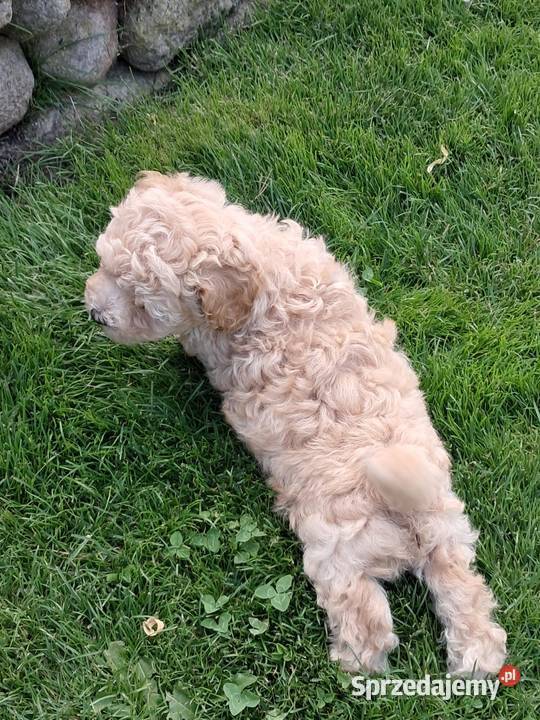 Maltipoo f1 Iłowo-Osada sprzedam