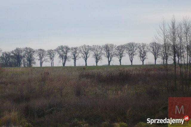 Grunt 73000m2 Tarnówko Grunty i działki Tarnówko sprzedam