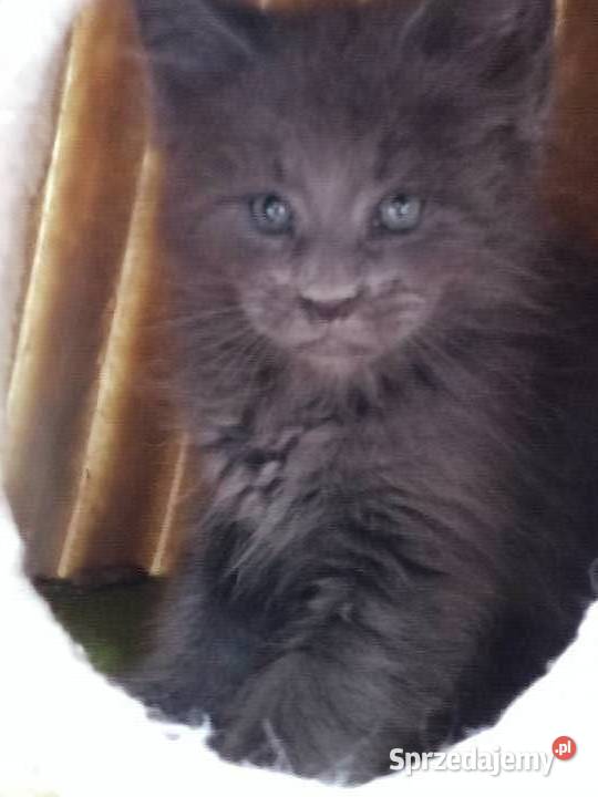 Rezerwacja Maine Coon Kcynia