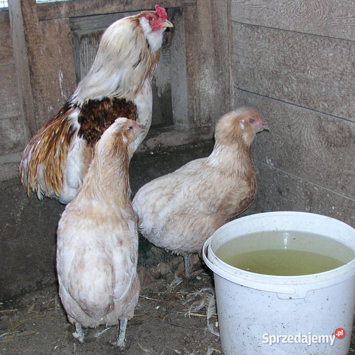 Araukany 2 kury kogut rasy araukana bezogoniasta warmińsko-mazurskie Nowa Wieś Reszelska