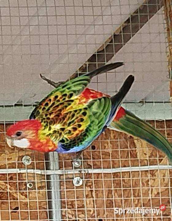 Rozella samiec 2026 dokumenty Ptaki Brzeziny