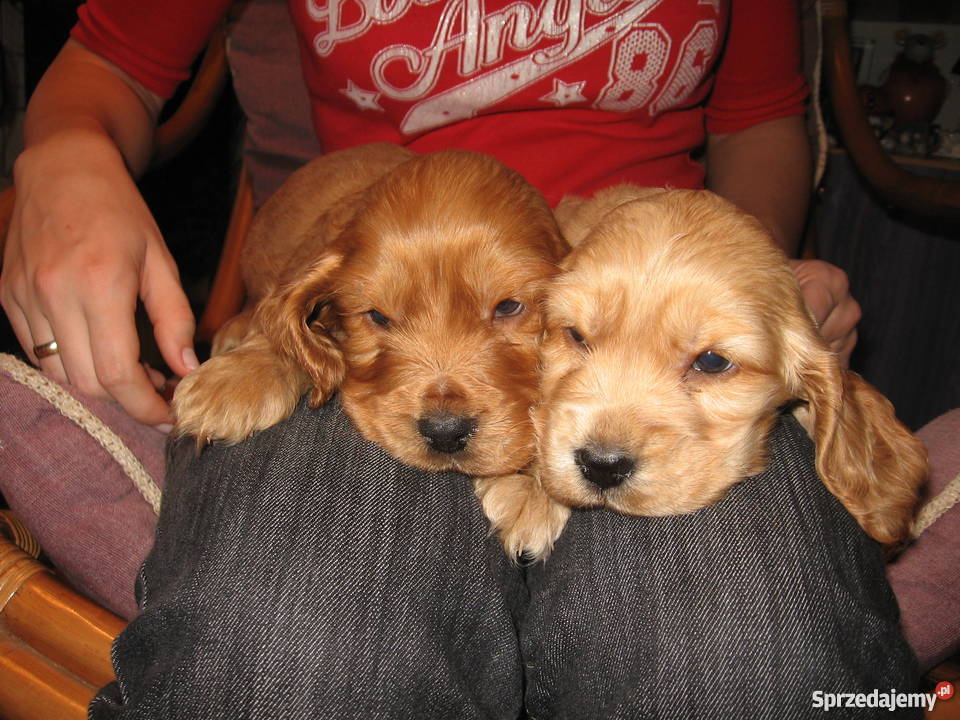 złote szczeniaki suczka COCKER SPANIEL Malec