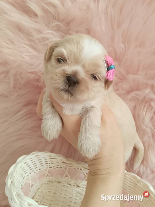 Piękna suczka rasy ShihTzu opolskie Namysłów sprzedam