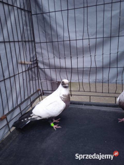 Szczygły duńskie kujawsko-pomorskie