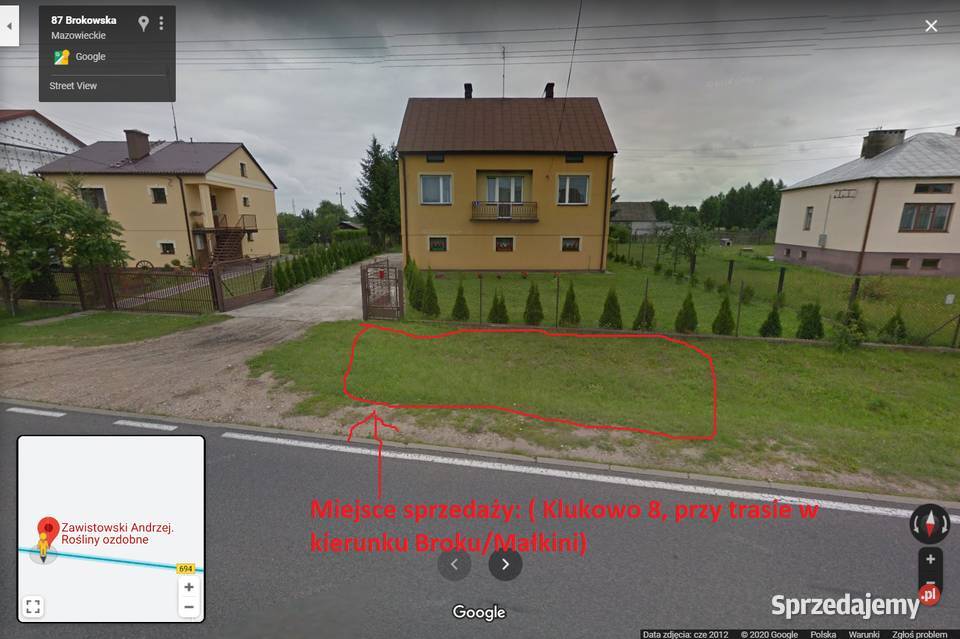 Sprzedaż Chryzantem Małkinia Górna sprzedam