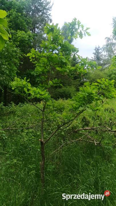 Drzewka Dąb Sosna Brzoza kopane Łódź
