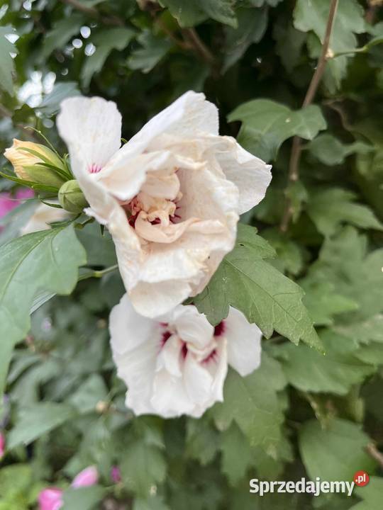 Sprzedam sadzonki hibiskusa Puławy