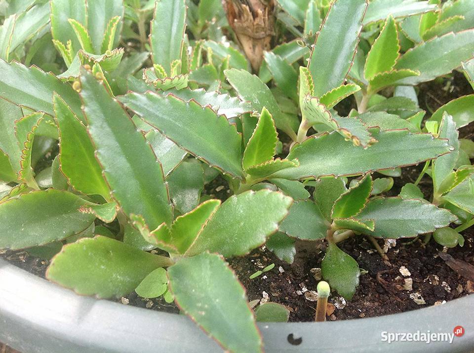 Żyworódka Daigremonta Kalanchoe Daigremonta Pruszków