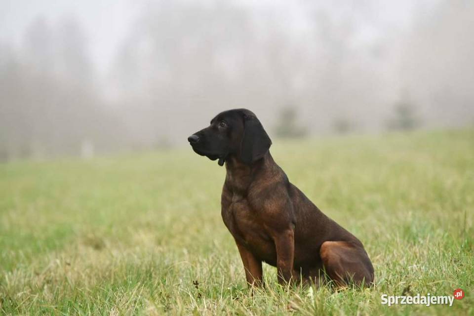 Posokowiec bawarski Pozostałe Klonowo Dolne