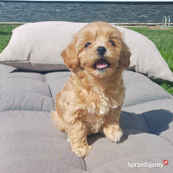 Szczenięta Maltipoo małopolskie Gorlice