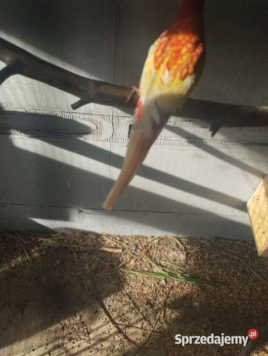 Sprzedam papugi rozelle białolice Sieczychy sprzedam