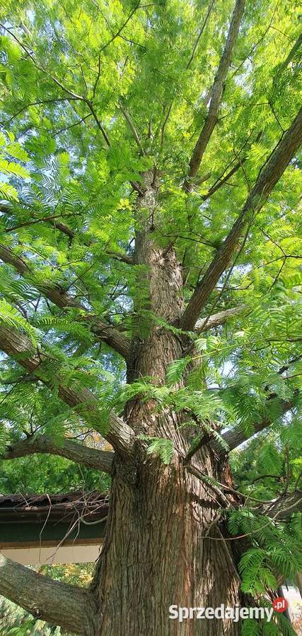 Metasekwoja chińska Duże drzewa drzewo obwód lubelskie Wisznice