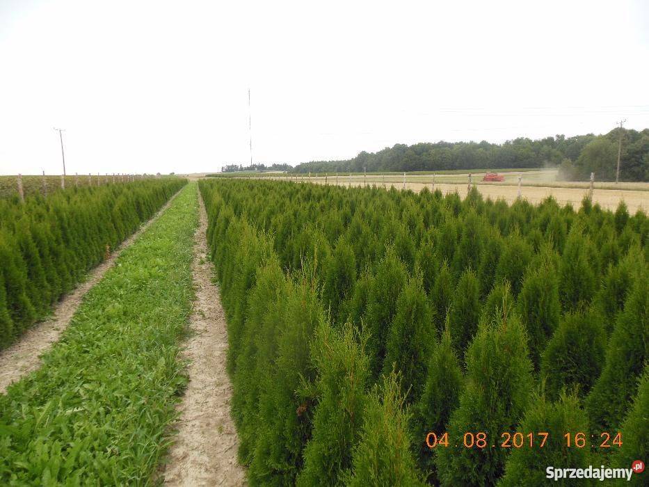 Tuja szmaragd 150 160 2018r