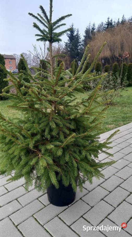 Sprzedam świerki w donicy mazowieckie Płońsk