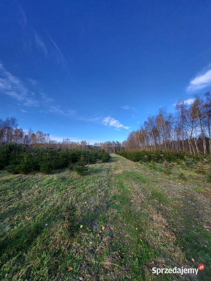 Świerk pospolity z plantacji choinki sprzedaż Iglaste