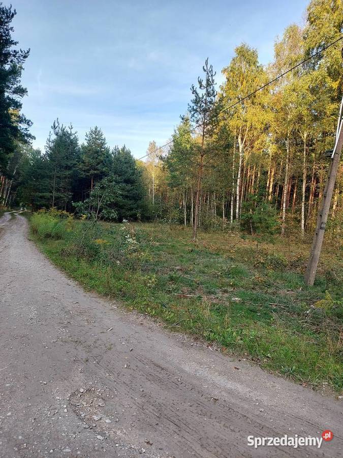 Działka rekreacyjna w lesie Ogrójce