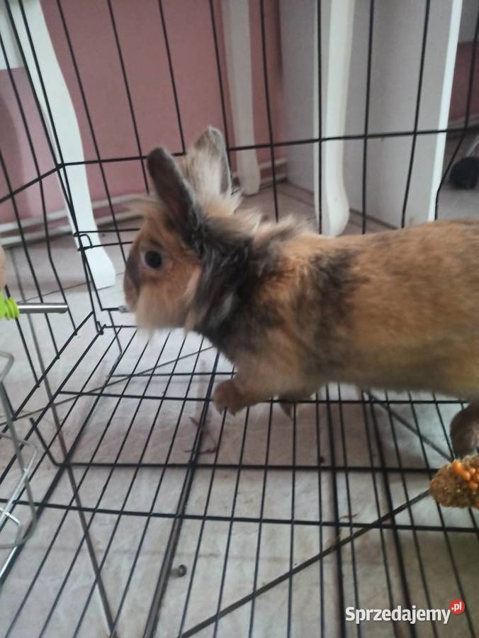 Sprzedam krolika Zgierz sprzedam