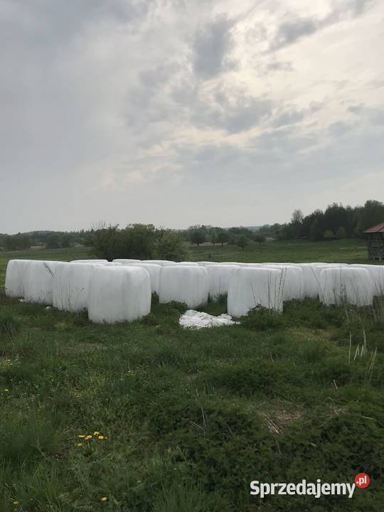 sianokiszonka w balotach Kiszkowo