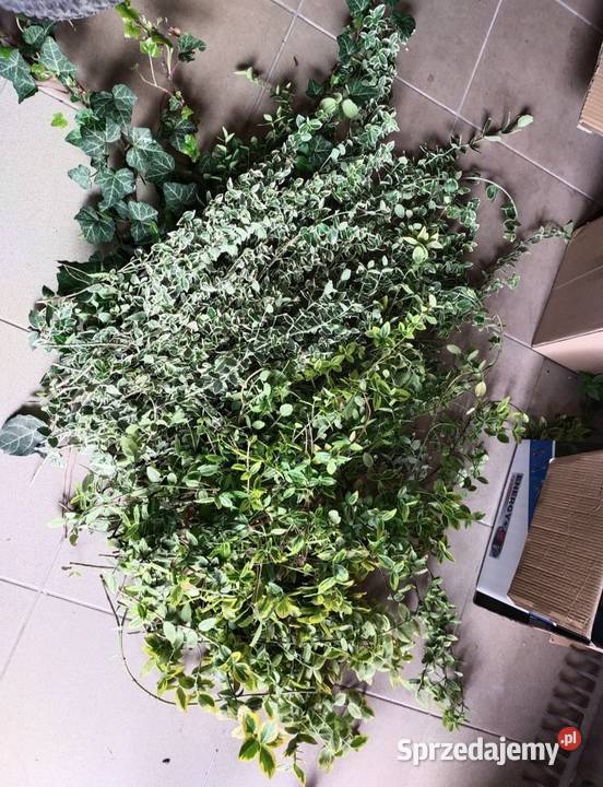 Trzmielina pnącze cięte śląskie Jaworzno