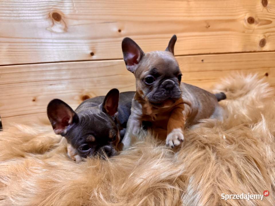 Buldog francuski Komańcza