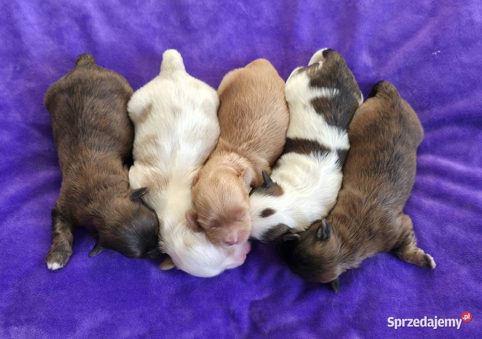 Suczka piesek Hawańczyk Championach FCI ZKwP Chrośla