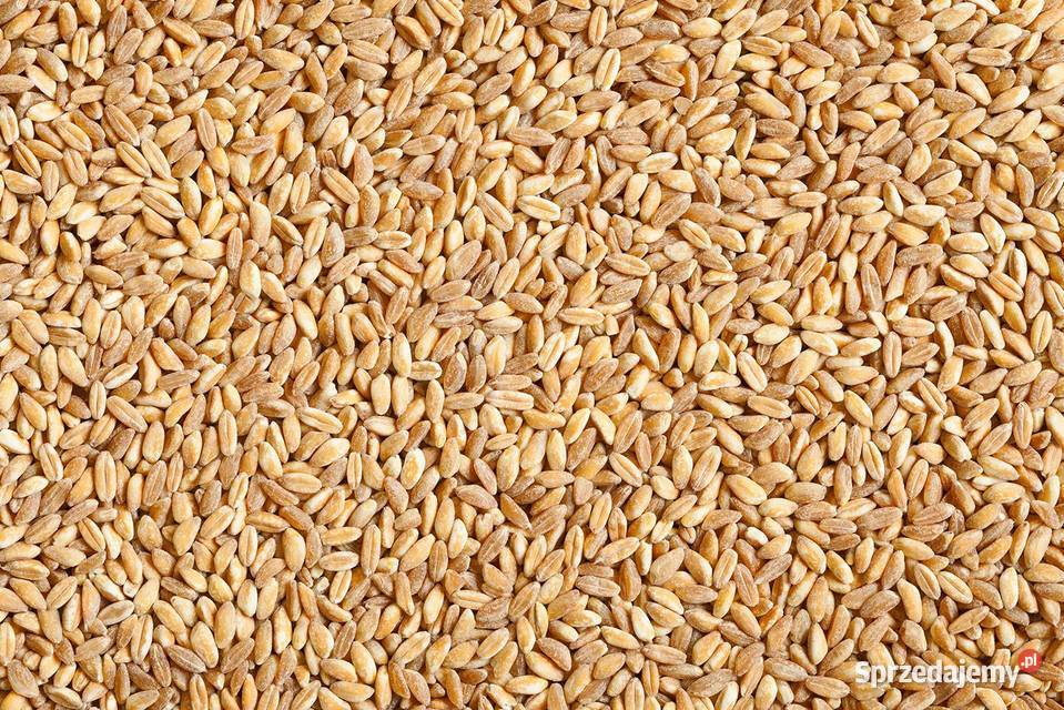 Ziarno pszenicy