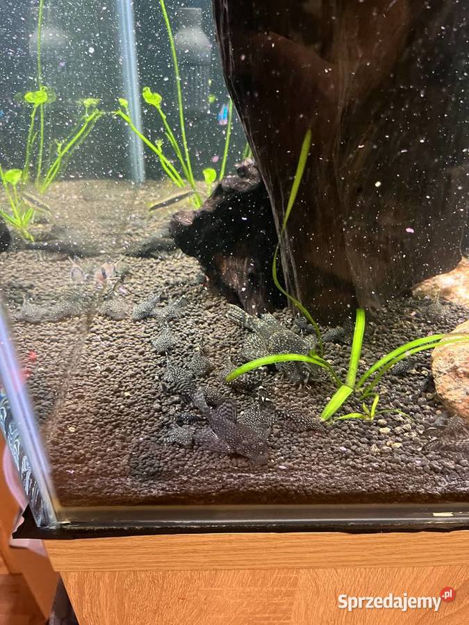 Kosiarki duże glonojady małe Ryby łódzkie Patoki