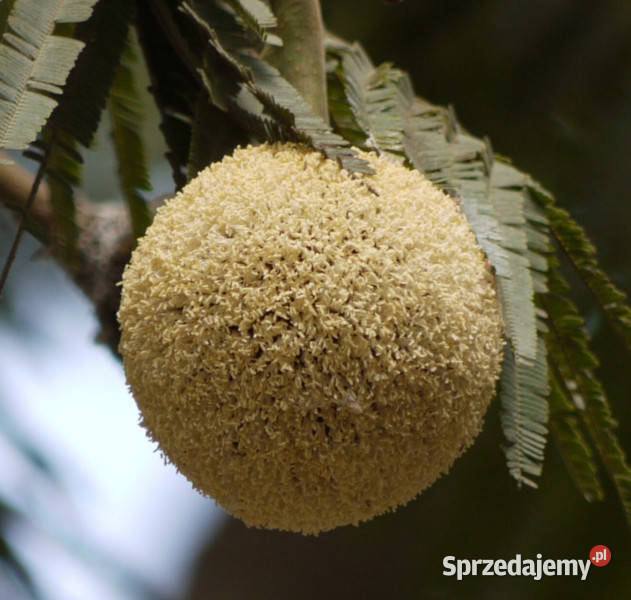AFRYKAŃSKA SZARAŃCZA Parkia biglandulosa NASIONA Lubanie