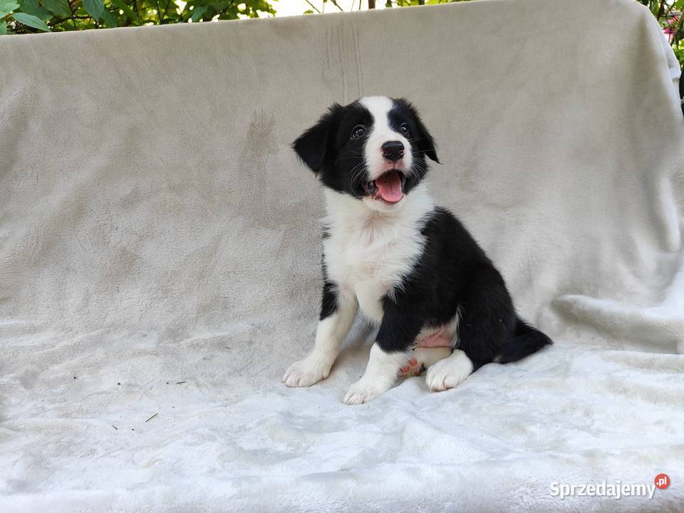 Piesek Border collie czarnobiały z rodowodem z Rymanów