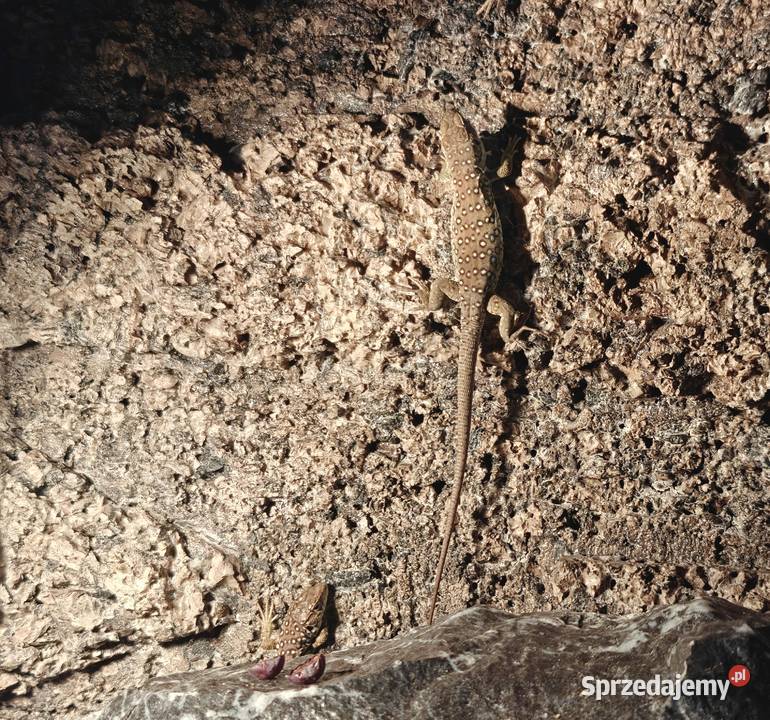 Jaszczurka Perłowa Timon lepidus Piękna i Ksawerów