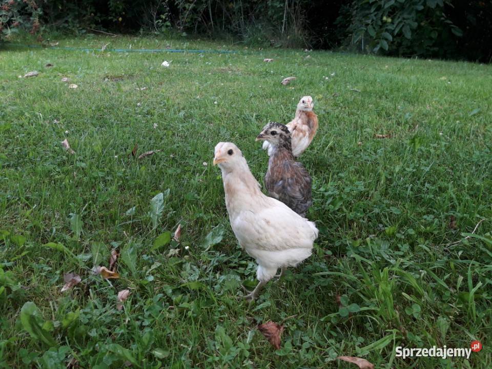 araukana bezogoniasta kurczeta Limanowa