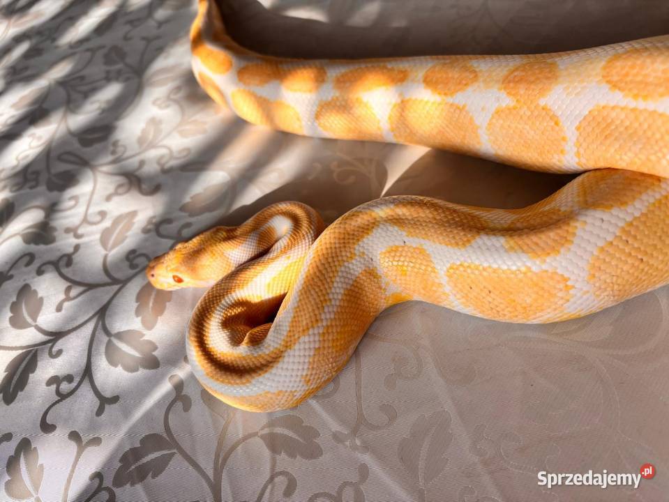 Pyton Królewski ALBINO Duże Terrarium MDF mazowieckie Płock sprzedam
