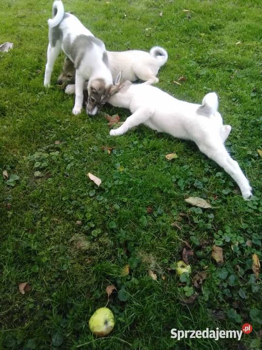 Łajka Zachodniosyberyjska dolnośląskie Kłodzko