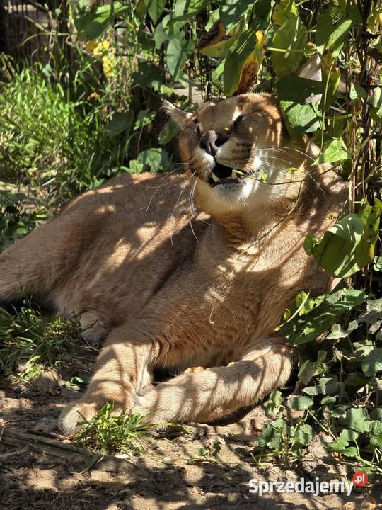 Karakal stepowy caracal młode koty łagodne Pasłęk