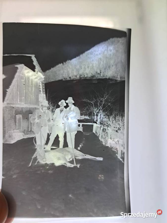 Stare fotografie 16 zwierzęta 1930 1970 do Brzesko