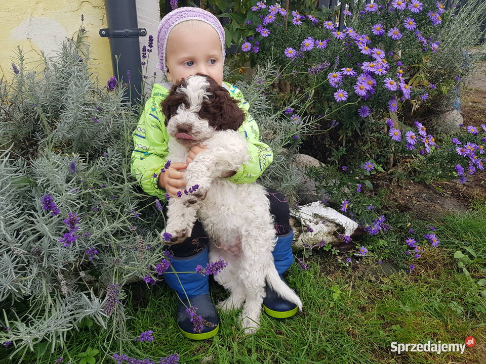 Szczenięta rasy lagotto romagnolo pieski zkwp Pozostałe