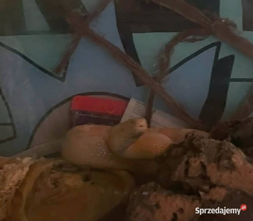 Sprzedam węża zbożowego Ustronie Morskie