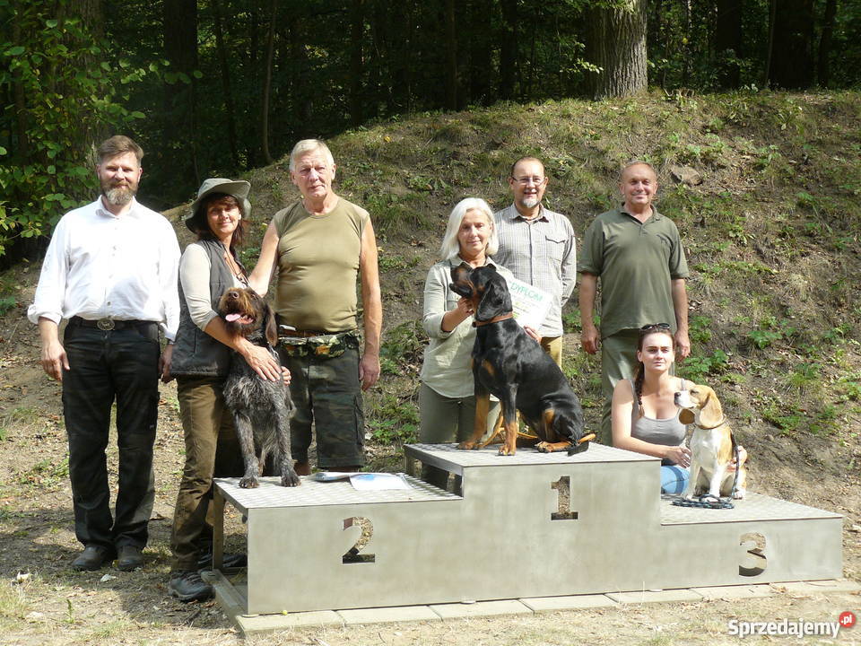 beagle szczenięra z rodowodem ZKwP FCI łódzkie Bednary sprzedam