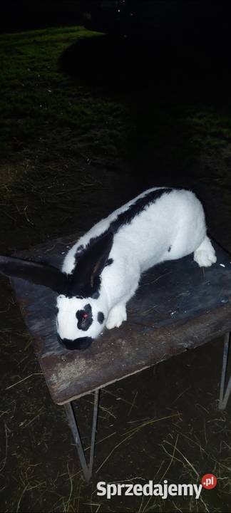 Sprzedam samca srokacz niemiecki Gryzonie Skarszewy