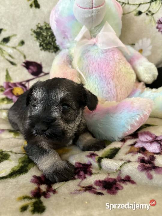 Sznaucer miniaturowy czarny pieski kujawsko-pomorskie