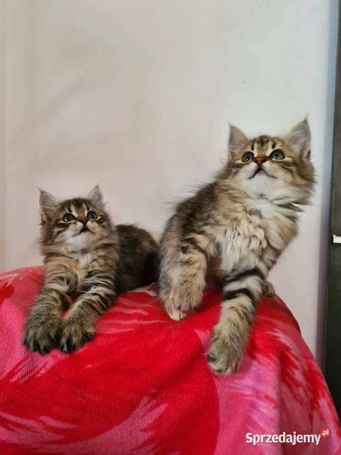 Maine Coon Drygulec sprzedam