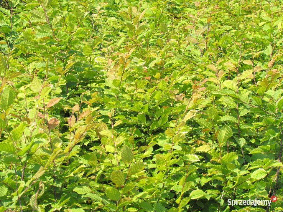 Grab Solidny żywopłot wiatrochronny z grabu duże lubelskie Wisznice