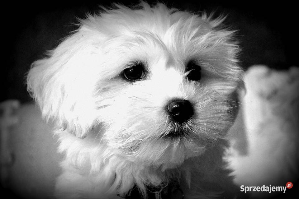 Przyjazne kochane maltańczyki z rodowodem Maltańczyk Stary Sącz