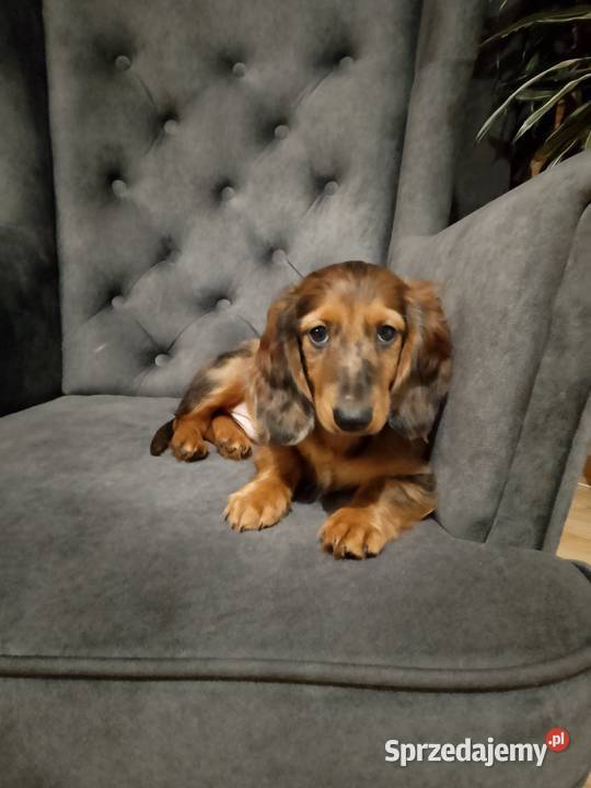 Jamnik długowłosy merle piesek Żyrardów