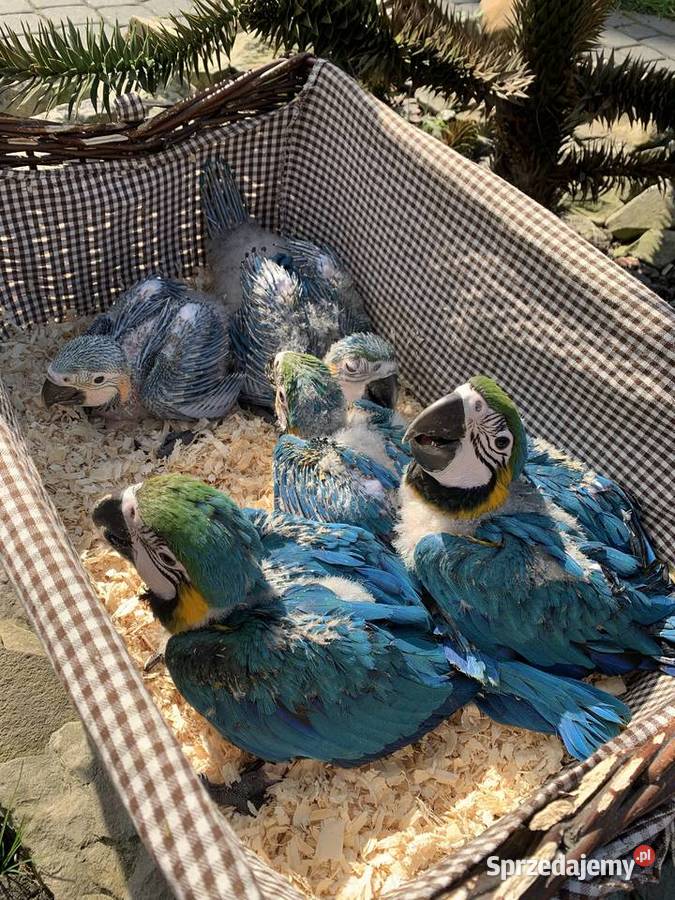 Papuga Ara Ararauna Pupile